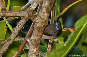 DSC_7843 Nectarinia dussumieri Seychelles sun bird_tn